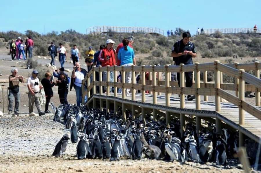 Punta Tombo Shore Excursion for Cruise Passengers + City - Who should choose this shore excursion?