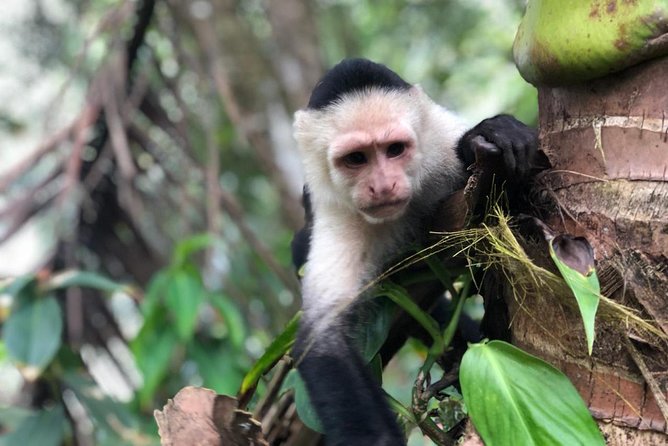 Puntarenas Shore Excursion: Rainforest Skywalk & Tarcoles River - Santa Lucia and El Jardin: useful breaks, mixed appeal
