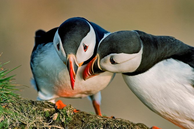 Reykjavik Shore Excursion: Puffin Sightseeing Cruise - Setting out from Skarfabakki Harbour