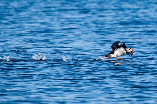 Reykjavik Shore Excursion: Puffin Sightseeing Cruise - The quiet pause with the engines off