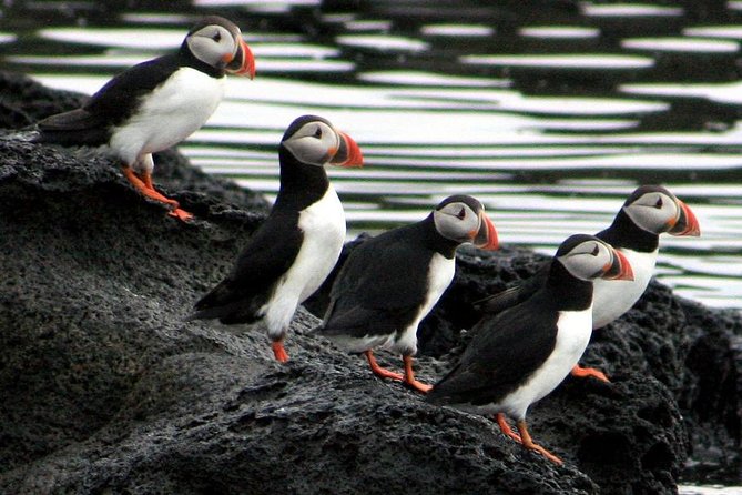 Reykjavik Shore Excursion: Puffin Sightseeing Cruise - Returning to Reykjavik before your ship sails
