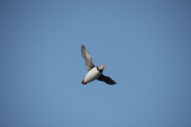 Reykjavik Shore Excursion: Puffin Sightseeing Cruise - What the $63.51 price gets you
