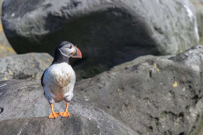 Reykjavik Shore Excursion: Puffin Sightseeing Cruise - The season matters more than the brochure suggests