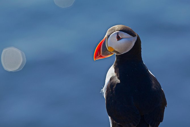 Reykjavik Shore Excursion: Puffin Sightseeing Cruise - Who will enjoy this short wildlife cruise