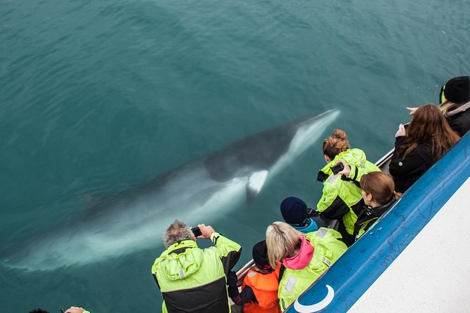 Reykjavik Shore Excursion: Whale-Watching Cruise - Finding Whales, Dolphins, and Porpoises