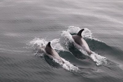 Reykjavik Shore Excursion: Whale-Watching Cruise