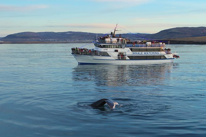 Reykjavik Shore Excursion: Whale-Watching Cruise - Weather, Sea Conditions, and the Wildlife Factor