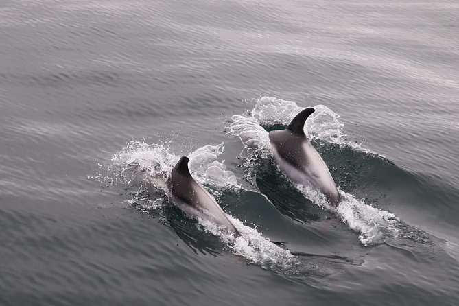 Reykjavik Shore Excursion: Whale-Watching Cruise - Choosing Between the 3.5-Hour and 2.5-Hour Options