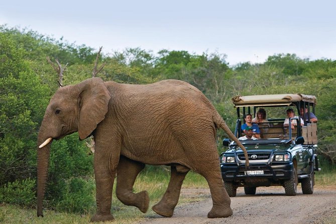 Richards Bay Shore Excursion: Pvt Small Group Hluhluwe & DumaZulu - Key points to know before booking