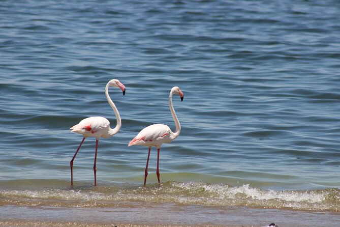Sandwich Harbour Scenic Excursion - Design for the Cruise Ships - A picnic lunch in the desert