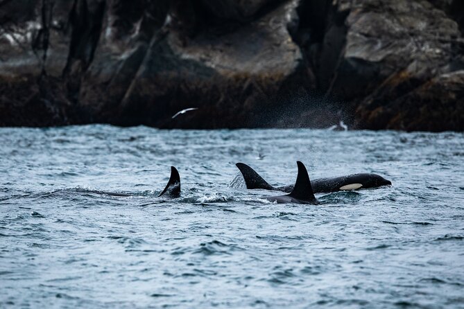 Seward Shore Excursion: Pre- or Post-Cruise Kenai Fjords National Park Tour - Why this Seward cruise is worth your time