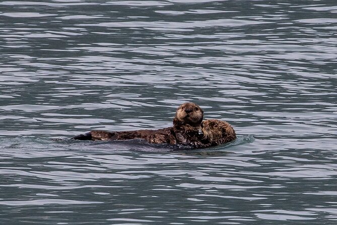 Seward Shore Excursion: Pre- or Post-Cruise Kenai Fjords National Park Tour - Timing a pre-cruise or post-cruise day