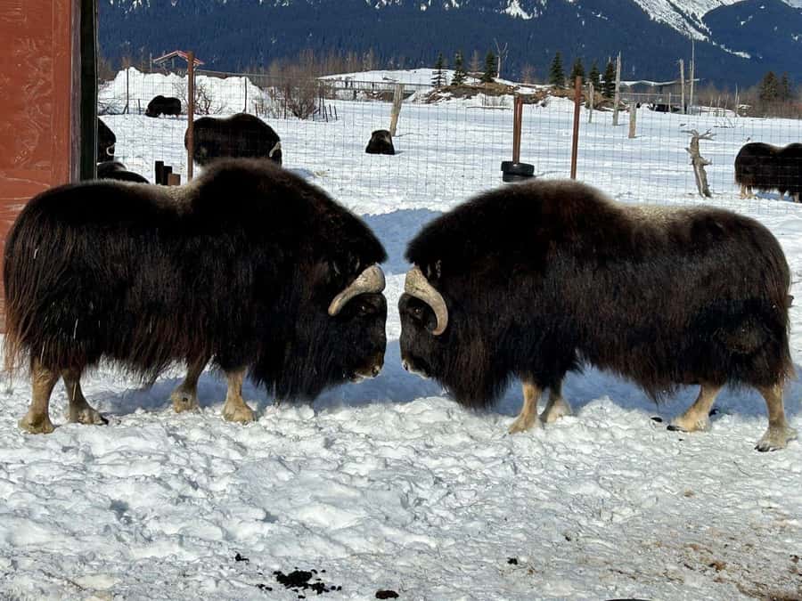 Seward: To Anchorage Full Day Transit Tour with Port Pickup - Comfort, group size, and the real value of $225