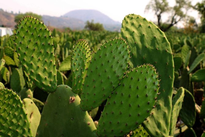 Shore Excursion Authentic Rural Mexican Experience - Booking And Cancellation Details