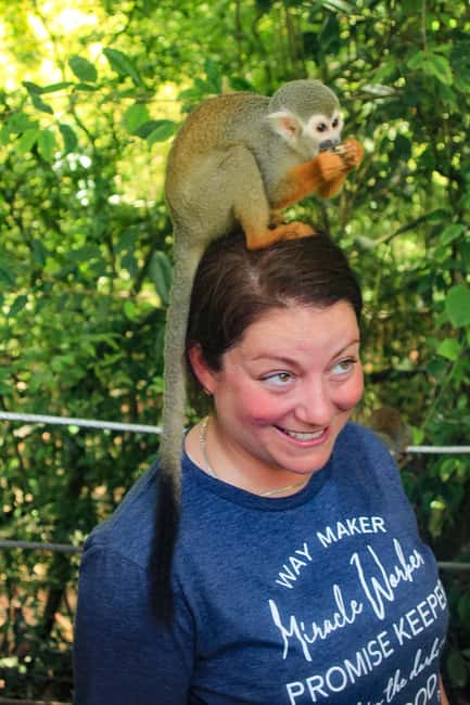 Shore Excursion Damajagua Waterfalls and Monkey Encounters - Key things to know before you book