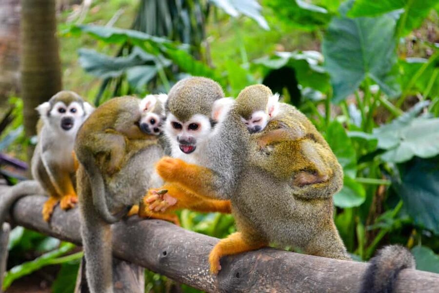 Shore Excursion Damajagua Waterfalls and Monkey Encounters - The 35-minute walk through Puerto Plata’s tropical forest
