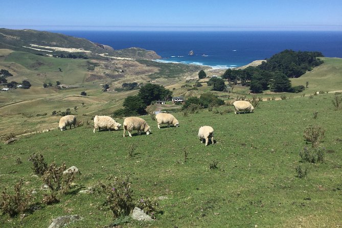 Shore Excursion: Dunedin City, Otago Peninsula, Castle Gardens & Olveston Tour - Larnach Castle gardens offer space to wander
