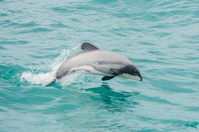 Shore Excursion Guided Sea Kayaking through Akaroa Marine Reserve - What the $83.78 price buys you
