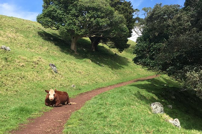 Shore Excursion: Half-Day Auckland Volcanoes Tour - The guide makes the difference
