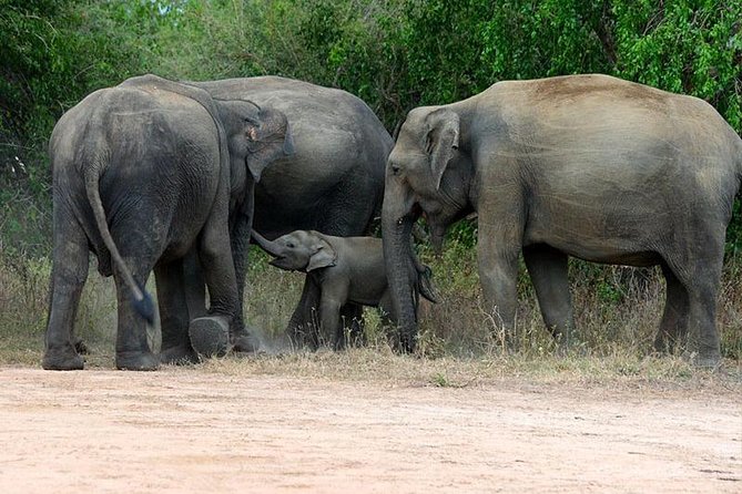 Shore Excursion Hambantota Port to Yala Safari and Come back(All Inclusive) - Key points before you book