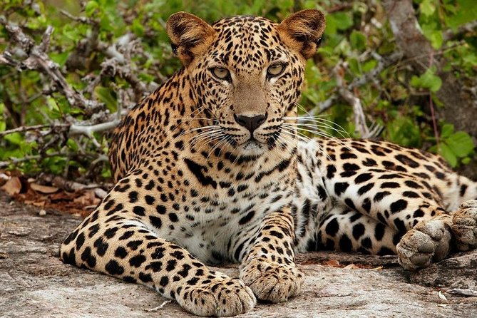 Shore Excursion Hambantota Port to Yala Safari and Come back(All Inclusive) - What the $145 price really covers