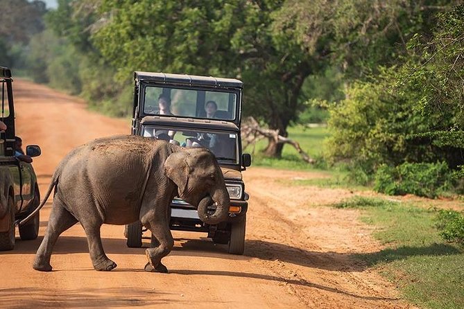 Shore Excursion Hambantota Port to Yala Safari and Come back(All Inclusive) - What four hours in Yala can offer