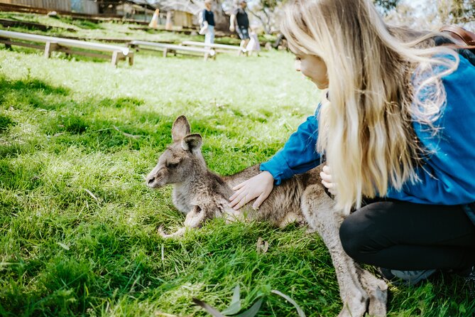Shore Excursion: Hobart Wanderer - Bonorong Wildlife Sanctuary and close encounters