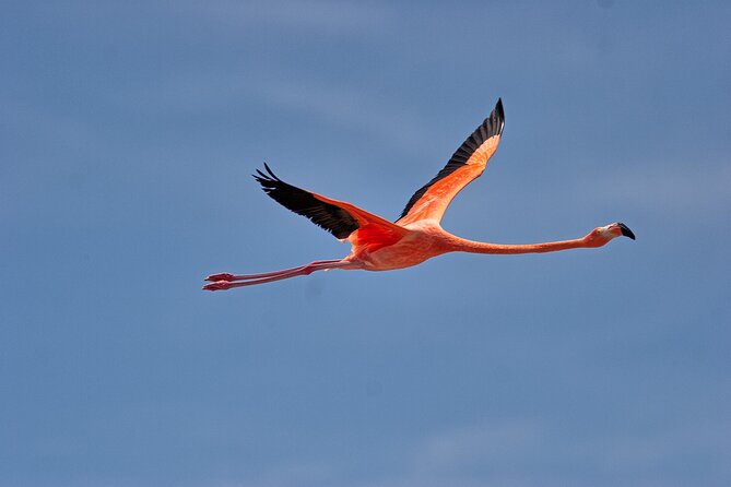 Shore Excursion Island Tour with Cultural Museum with beach drop off - Karpata Plantation and Bonaire’s cultural story