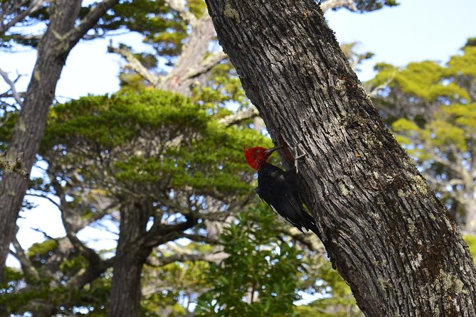 Shore Excursion - National Park Tierra del Fuego - Meeting at the Ushuaia pier at 8:00 am
