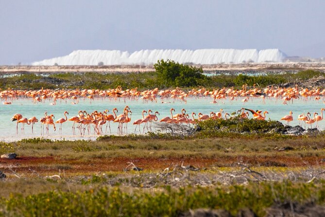 Shore Excursion: North and South Sides of Bonaire - What makes this Bonaire tour worth considering