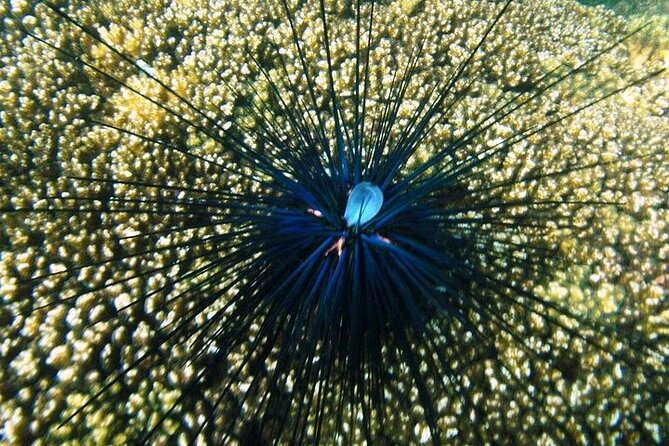 Shore Excursion Premium Family Snorkeling Experience - Reaching Playa La Entrega from Santa Cruz