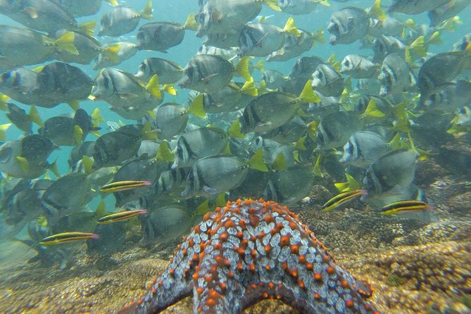 Shore Excursion Premium Family Snorkeling Experience - Equipment, lockers, and what to bring