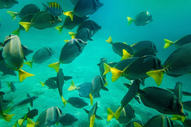 Shore Excursion Premium Family Snorkeling Experience - Is $69 a fair price?