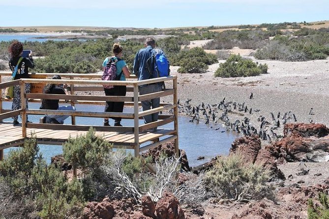 Shore Excursion Punta Tombo cruise passengers Puerto Madryn - Why Punta Tombo is worth the long ride