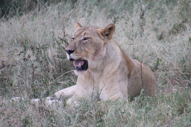 Shore Excursion Richards Bay Big 5 Safari Experience - Five things to know before booking