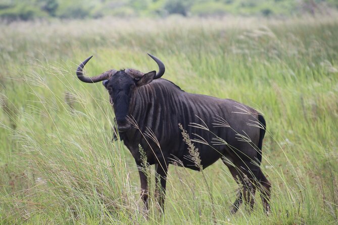 Shore Excursion Richards Bay Big 5 Safari Experience - How the guides improve the safari