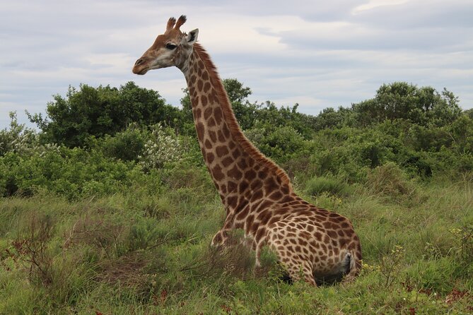 Shore Excursion Richards Bay Big 5 Safari Experience - Entering Hluhluwe-iMfolozi Park