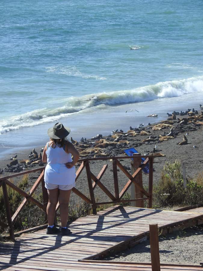 Shore Tours Peninsula Valdes Puerto Madryn Cruise Passengers - Why Peninsula Valdés is worth a cruise-day outing
