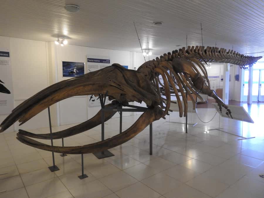 Shore Tours Peninsula Valdes Puerto Madryn Cruise Passengers - Istmo Carlos Ameghino: your first wide view
