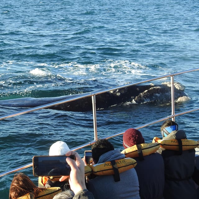 Shore Tours Peninsula Valdes Puerto Madryn Cruise Passengers - Returning to Puerto Madryn before the ship sails