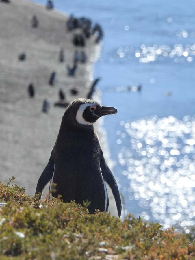 Shore Tours Peninsula Valdes Puerto Madryn Cruise Passengers - Is the $120 price fair?
