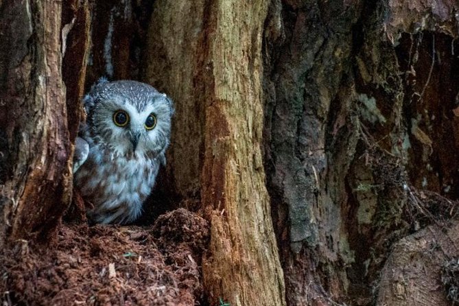 Sitka Shore Excursion: Bears, Raptor Center, & Totem Park Tour (Small Group) - What the $212.30 price buys you