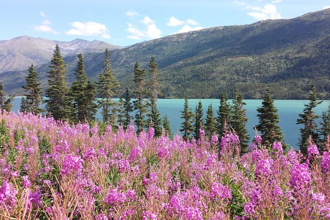Skagway Shore Excursion: Half-Day Tour to the Yukon Border and Suspension Bridge - Key points to know before you go