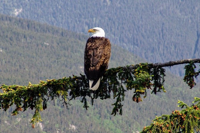 Skagway Shore Excursion: Scenic River Float Tour - What the 40-minute river float feels like