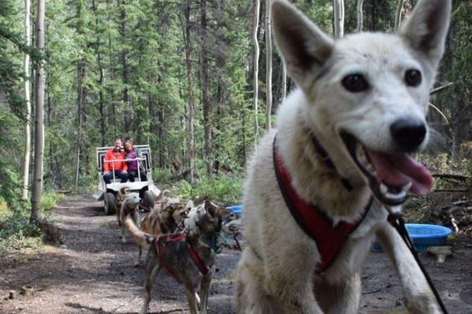 Skagway Shore Excursion: Yukon Discovery Tour - Lunch, puppies, and the Wild Adventure Yukon stop