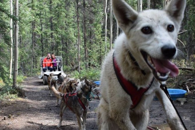 Skagway Shore Excursion: Yukon Dog Sledding and Sightseeing Tour - The White Pass, Tutshi High, and the first border views