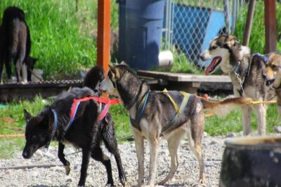 Yukon Dog Sledding and Sightseeing Tour
