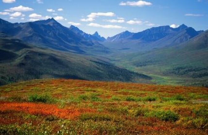Skagway Shore Excursion: Yukon Dog Sledding and Sightseeing Tour - What the dog-mushing session is actually like
