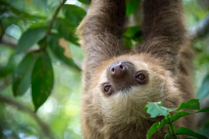 Sloths Lovers Tour. Puerto Limon Shore Excursion - Key things to know before you book