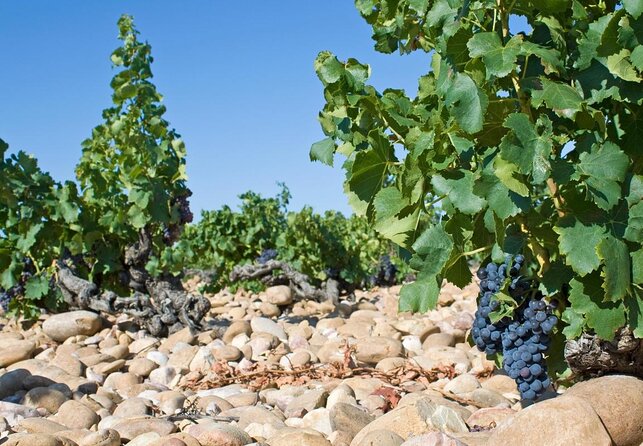 Small Group Marseille Shore Excursion : Avignon & Chateauneuf du Pape Wine Tour - Key points to know before booking